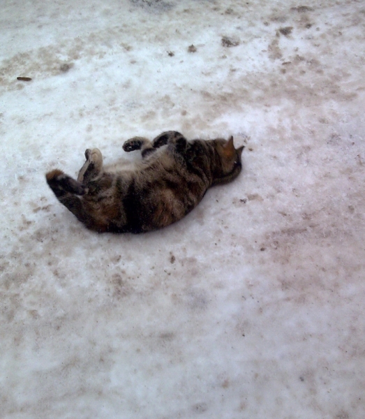 Кошки в нашей жизни. Кошки и все, что с ними связано.