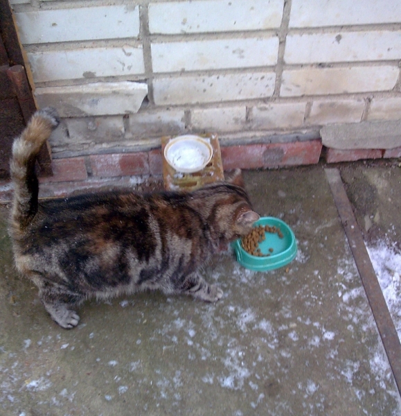 Кошки в нашей жизни. Кошки и все, что с ними связано.