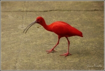 bird KL6