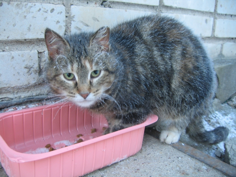 Кошки в нашей жизни. Кошки и все, что с ними связано.