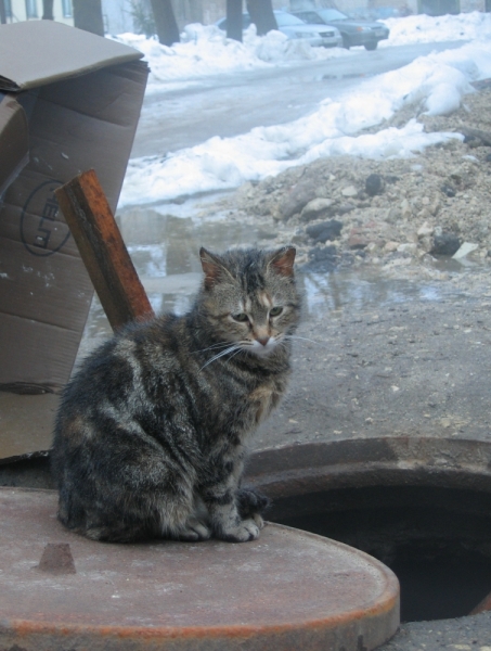 Кошки в нашей жизни. Кошки и все, что с ними связано.