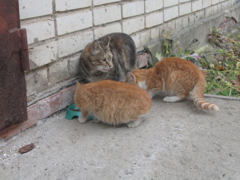 Кошки в нашей жизни. Кошки и все, что с ними связано.