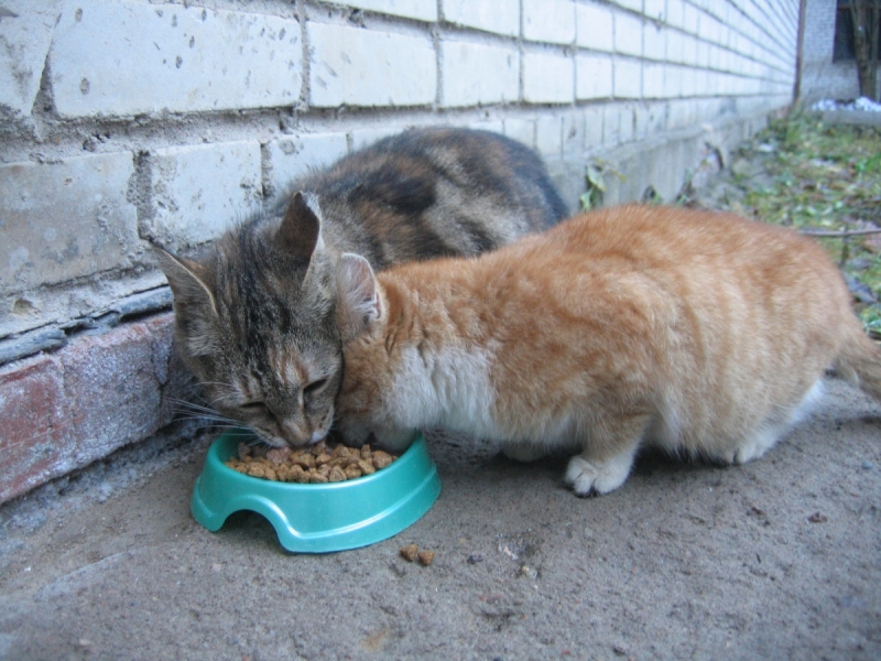 Кошки в нашей жизни. Кошки и все, что с ними связано.