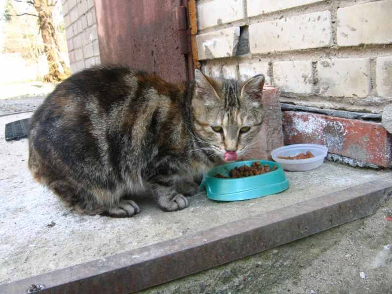 Кошки в нашей жизни. Кошки и все, что с ними связано.