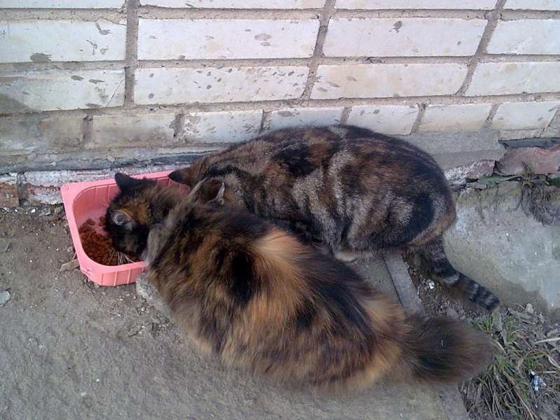 Кошки в нашей жизни. Кошки и все, что с ними связано.