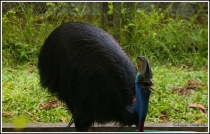 bird KL8