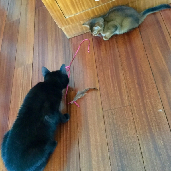 Кошки в нашей жизни. Кошки и все, что с ними связано.