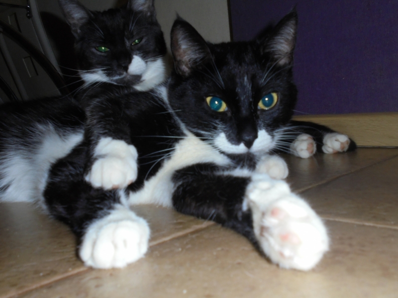 Кошки в нашей жизни. Кошки и все, что с ними связано.