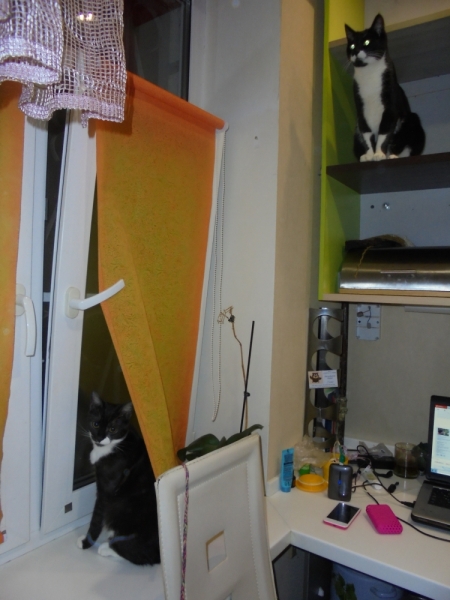 Кошки в нашей жизни. Кошки и все, что с ними связано.