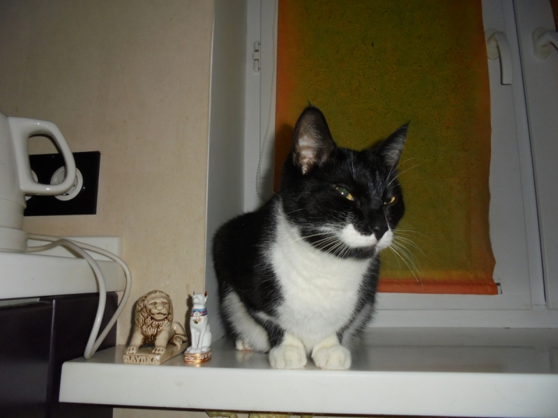 Кошки в нашей жизни. Кошки и все, что с ними связано.