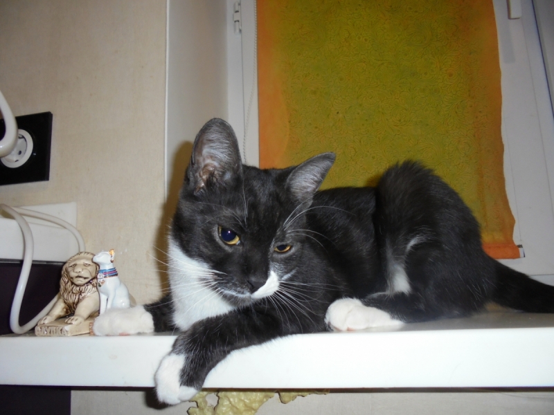 Кошки в нашей жизни. Кошки и все, что с ними связано.