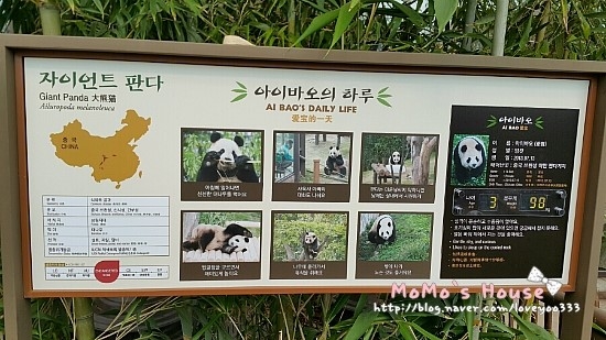 Есть ли панды в зоопарке Сеула?