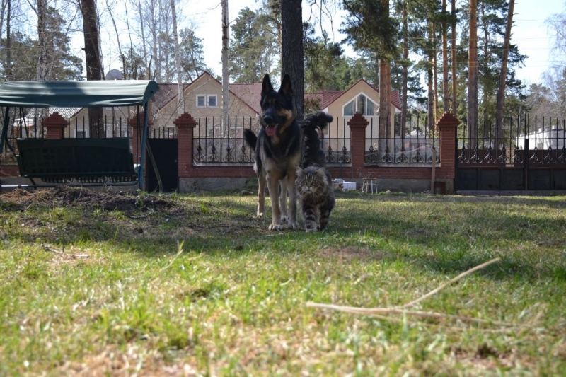Кошки в нашей жизни. Кошки и все, что с ними связано.