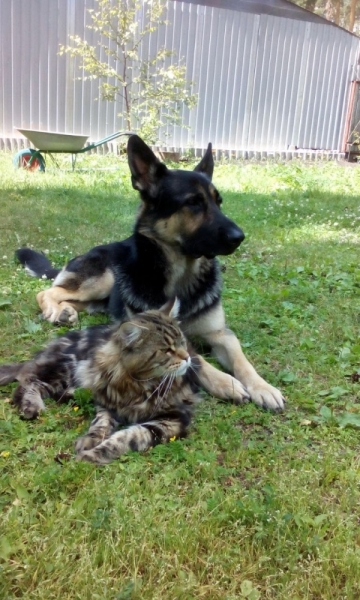 Кошки в нашей жизни. Кошки и все, что с ними связано.