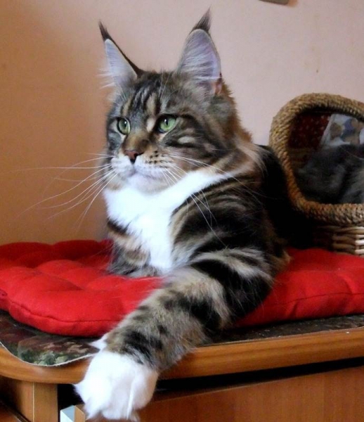 Кошки в нашей жизни. Кошки и все, что с ними связано.