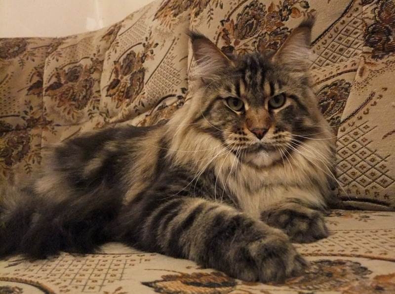 Кошки в нашей жизни. Кошки и все, что с ними связано.