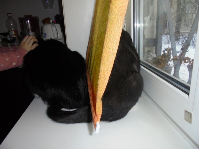 Кошки в нашей жизни. Кошки и все, что с ними связано.