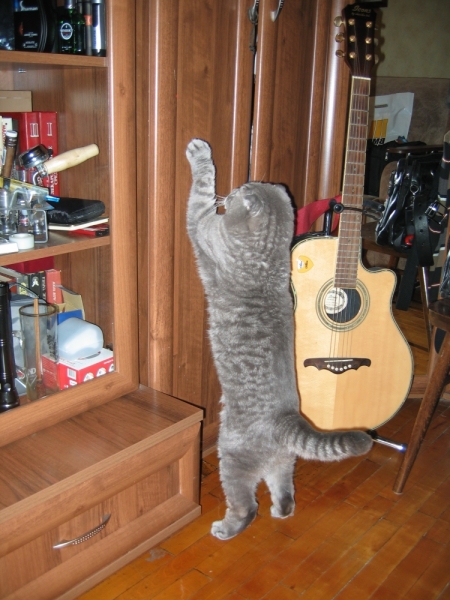 Кошки в нашей жизни. Кошки и все, что с ними связано.