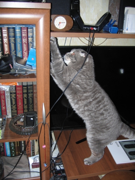 Кошки в нашей жизни. Кошки и все, что с ними связано.