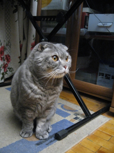 Кошки в нашей жизни. Кошки и все, что с ними связано.