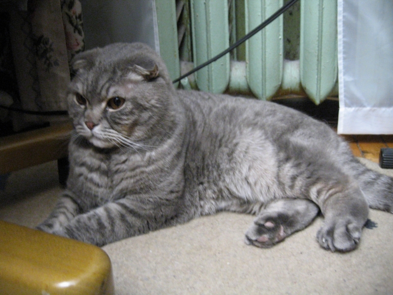 Кошки в нашей жизни. Кошки и все, что с ними связано.