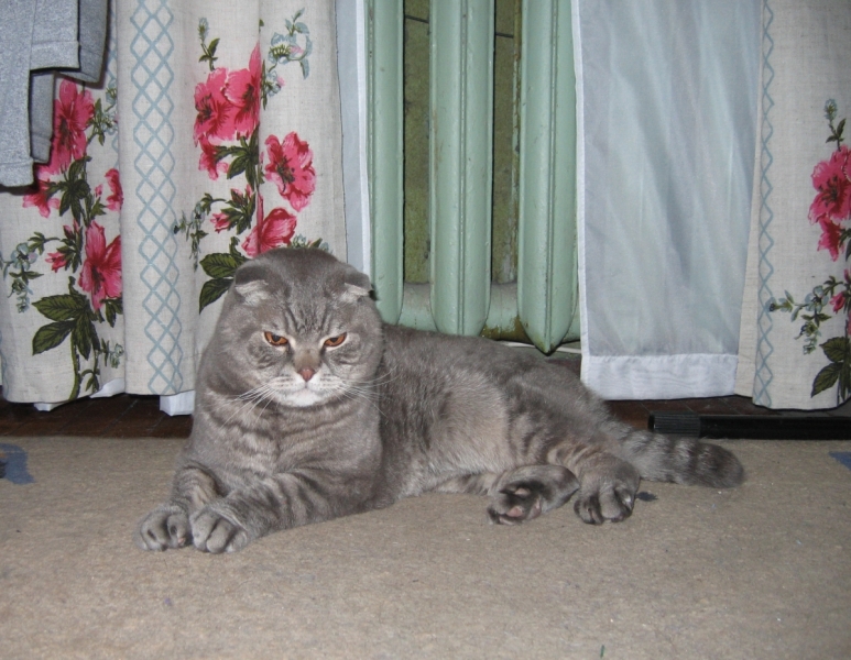 Кошки в нашей жизни. Кошки и все, что с ними связано.