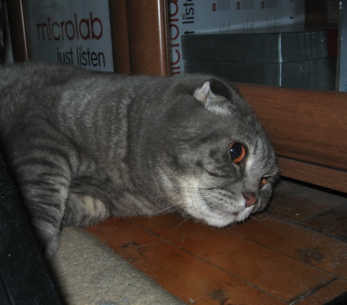 Кошки в нашей жизни. Кошки и все, что с ними связано.