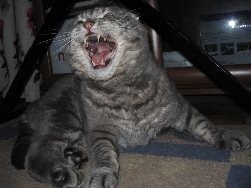 Кошки в нашей жизни. Кошки и все, что с ними связано.