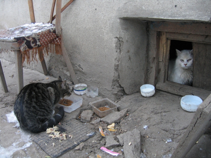 Кошки в нашей жизни. Кошки и все, что с ними связано.