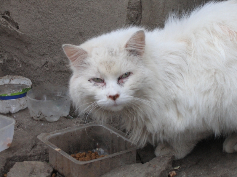 Кошки в нашей жизни. Кошки и все, что с ними связано.