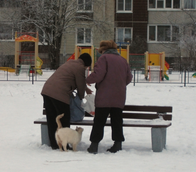 Кошки в нашей жизни. Кошки и все, что с ними связано.