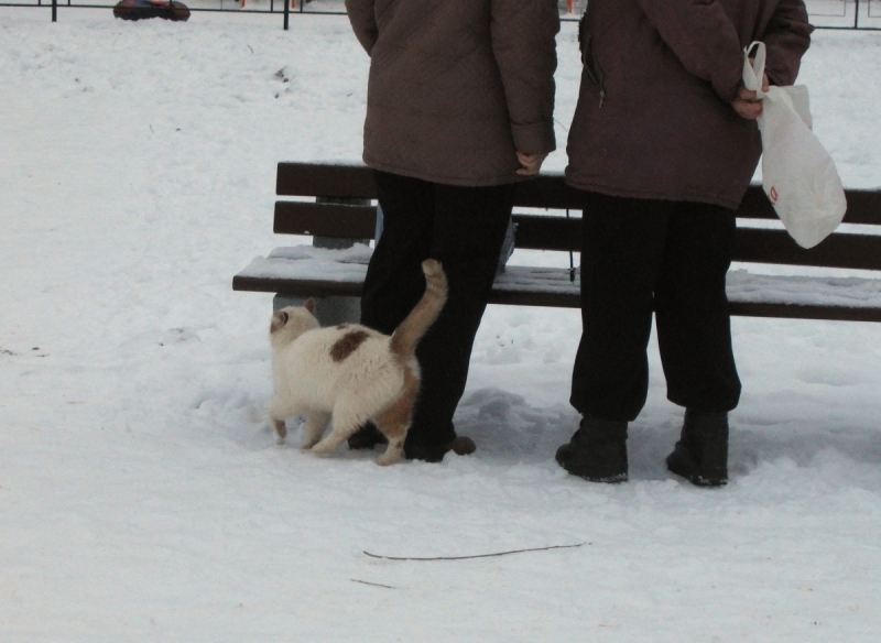 Кошки в нашей жизни. Кошки и все, что с ними связано.