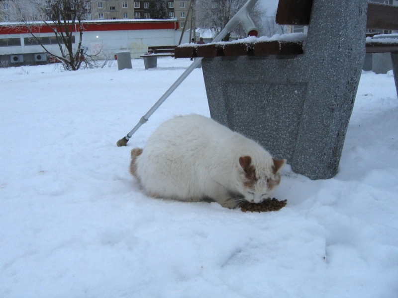 Кошки в нашей жизни. Кошки и все, что с ними связано.