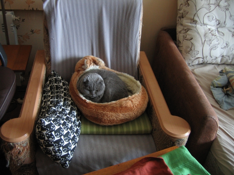 Кошки в нашей жизни. Кошки и все, что с ними связано.