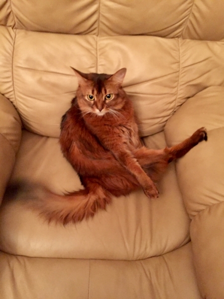 Кошки в нашей жизни. Кошки и все, что с ними связано.