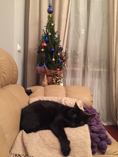 Кошки в нашей жизни. Кошки и все, что с ними связано.