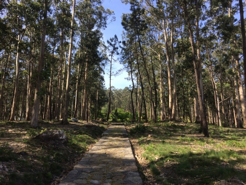 Camino Portugues по побережью, апрель-май 2017