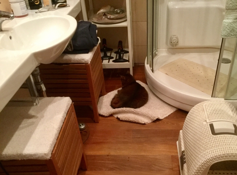 Кошки в нашей жизни. Кошки и все, что с ними связано.