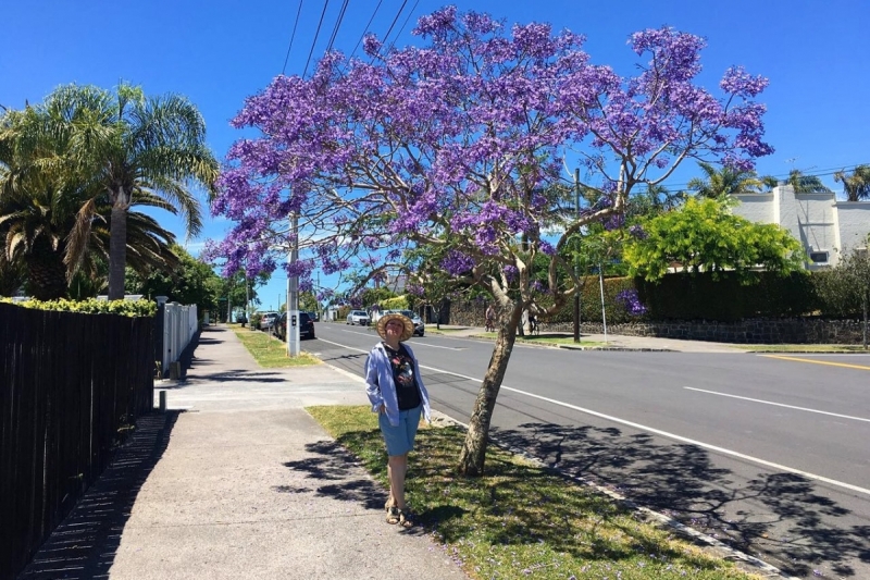 Auckland.Live