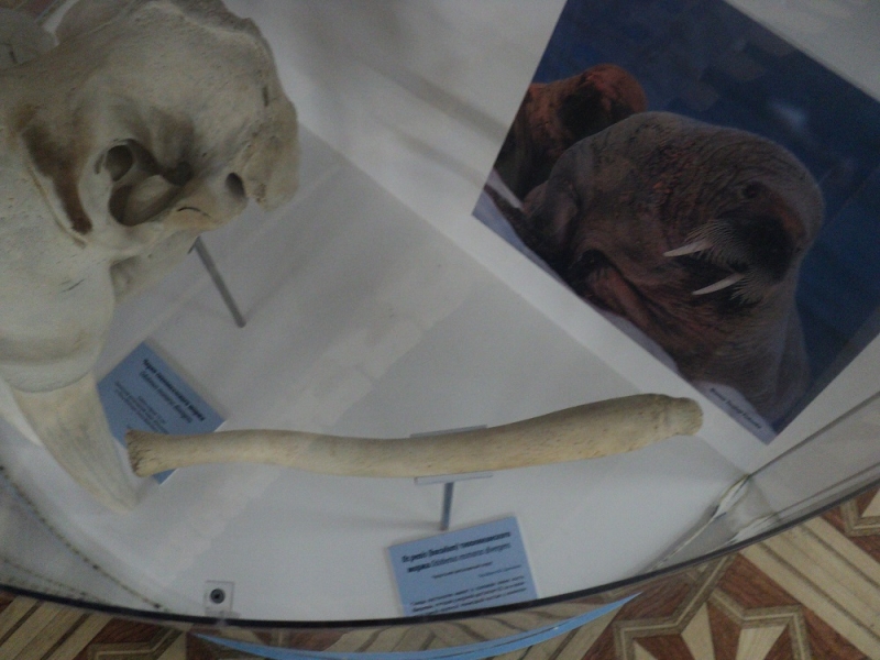 Владивосток или Туда и Обратно поездом