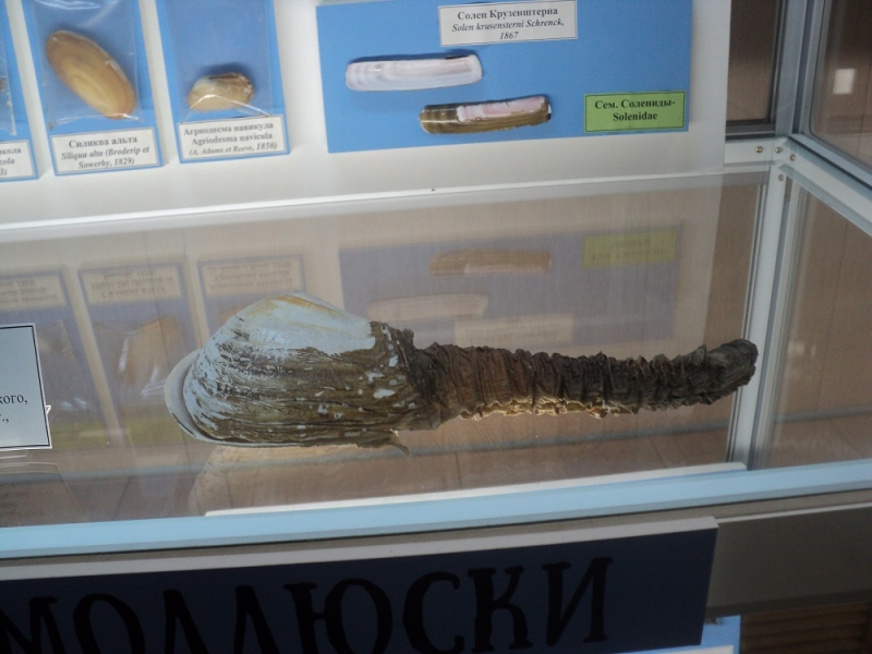 Владивосток или Туда и Обратно поездом