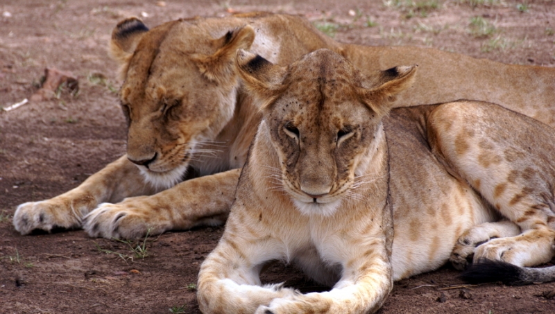 Mara