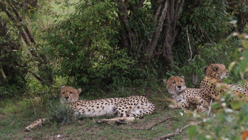 Masai Mara