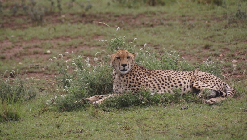 Masai Mara