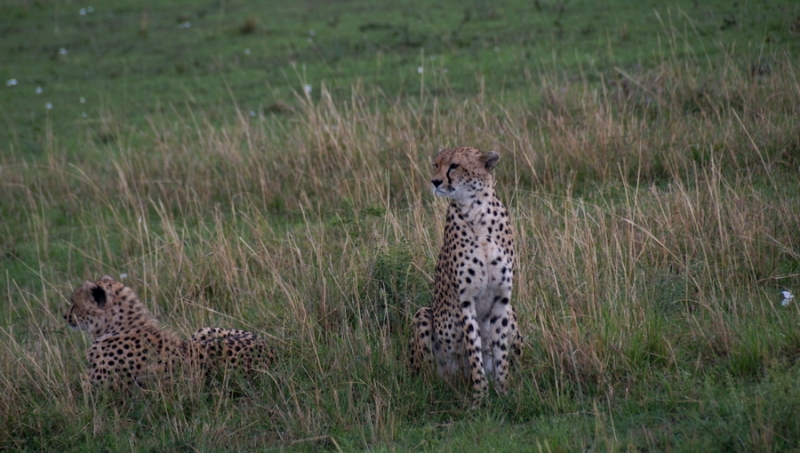 Masai Mara