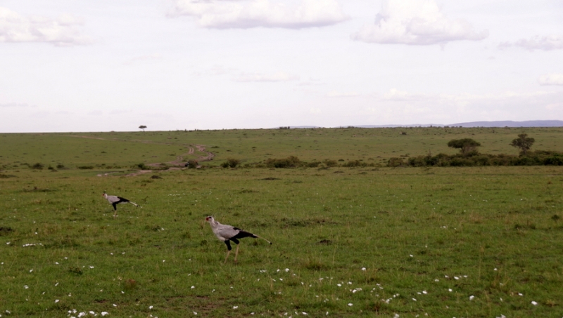 Masai Mara