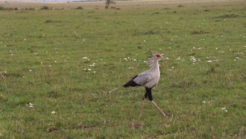 Masai Mara