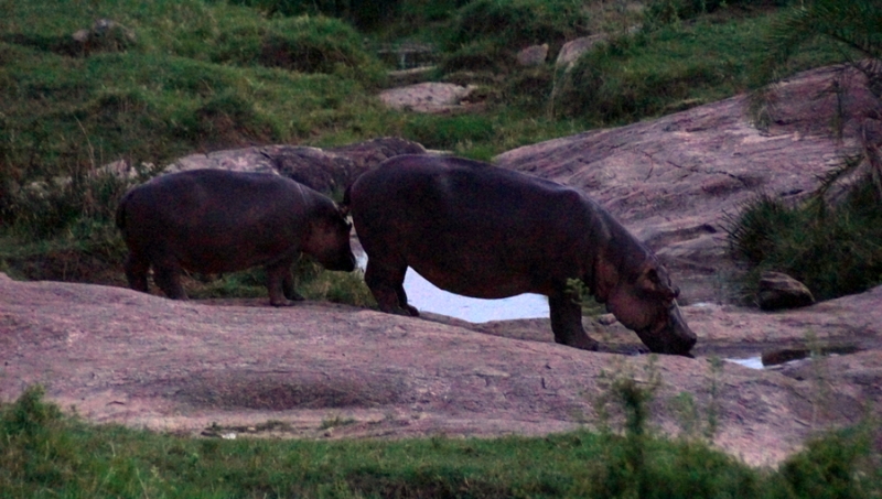 Masai Mara