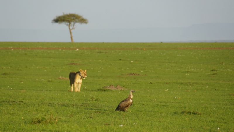 Masai Mara