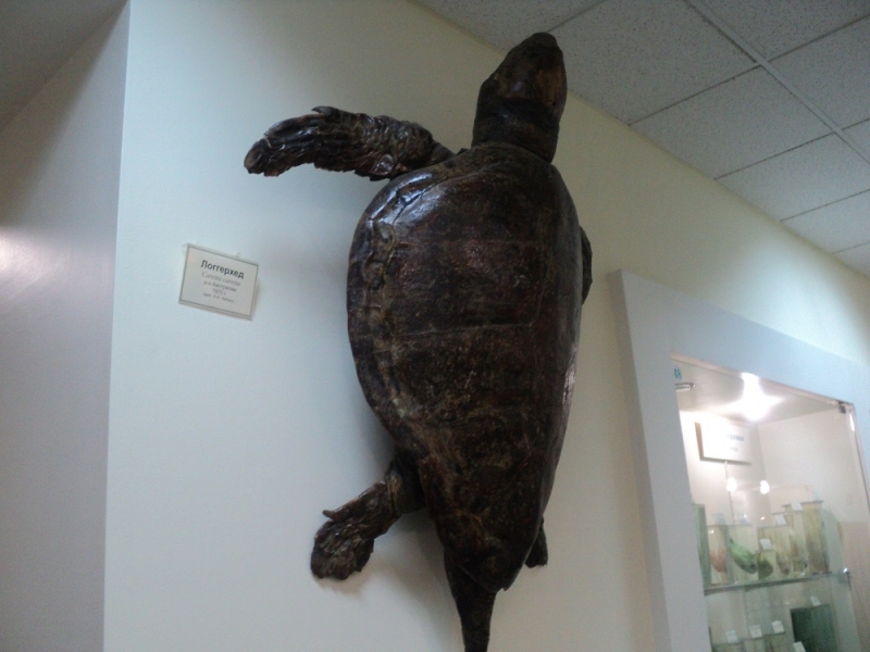 Владивосток или Туда и Обратно поездом